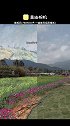 "想与你相遇在莫奈花园"手机摄影 调色 莫奈花园 来点黄油 放松再慢慢升空