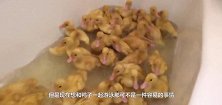 小伙突发奇想，把卫生间打造成游泳池，和100只鸭子一起戏水