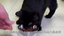 猫咪跟老虎相见恨晚，渣猫亲了一下老虎就走，老虎恋恋不舍猫咪离