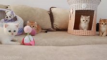 可爱的小奶猫们玩得不亦乐乎