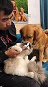 豆豆欺负猫咪还让主人把猫咪给炖了，豆豆任性的样子太可爱了