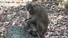 “再这样，妈妈就生气了”，猴妈妈用情绪操控小猴子！