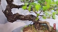 全冠苍劲老辣的3株爆皮山松老桩盆景，姿态优雅，古老有型