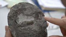 江苏扬州：石油开采也跨界！出土6000万年前鱼化石