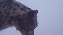四姑娘山首次拍到野生雪豹清晰影像：相机前标记领地与幺妹峰同框