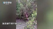 2渔民在沼泽钓螃蟹，突然听到一阵绝望哭声，走近一看被吓到