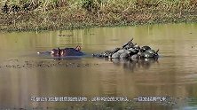 乌龟爬到河马背上晒暖，突然河马一个翻身，镜头记录下全过程