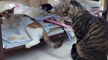 狸花猫手欠挑事，猫咪实在忍无可忍了！