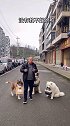 你家狗狗 会帮你拿快递，会衔篮子陪你买菜吗训犬 雪橇三傻