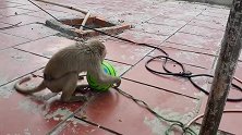 猴子玩球，主人确给它下套