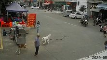 当地政府否认安乐死绊倒老人狗狗：后续将一直照顾它