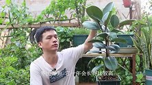 橡皮树盆里撒上一抓它，再喷点这种水，长势旺叶片油绿