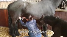 男孩给小马驹喂奶，马妈妈看在眼里，接下来发生暖心一幕！