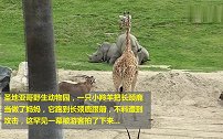 小羚羊把长颈鹿当成妈妈，结果被一脚踹倒在地，母羊急坏了！