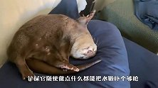 铲屎官穿上潜水服，两只水獭看上后，反应太逗了