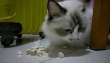 古吃霸占的猫咪吃冻干鸡肉，没有一只猫咪敢靠近。