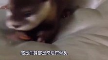它被称之为“水中之狼”，猴子调皮惹了它，结果猴子变成这样了