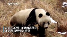 缘分啊！不到3公里邂逅两只野生大熊猫是啥体验？