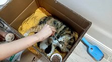 流浪猫妈不幸中标鼻支，还带着四个没睁眼的宝宝，铲屎官崩溃大哭