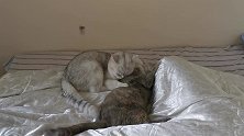 喵星人鸠占鹊巢，老是霸占铲屎官的床