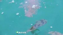 水面浮出许多鱼，这还能钓鱼吗？