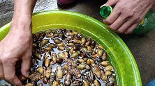 知了猴不变黑的保存方法，一年都可以吃到新鲜的金蝉，简单易懂