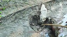 小伙外出散步，用鸡蛋在泥坑钓上大鱼，结果真好笑