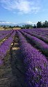 拍于2018.6.18，天终于放晴，伊犁霍城县大西沟乡，家里的薰衣草田（非景区）