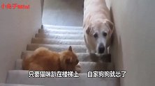 狗子被猫咪欺负，叫来五个兄弟围堵猫咪，结果肠子都悔青了