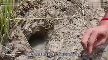 泥塘边发现一个大洞，小伙伸手进去用力一抓，立马露出了笑容