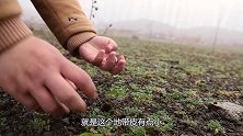胖妹上山捡地皮菜，连忙回家和老妈炫耀，洗3斤一炒，那叫一个香