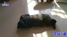 母猫玩塑料袋玩嗨了，小胖猫想偷袭占为己有，猫咪母子俩大打出手