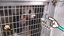 熊猫旦旦扒着铁窗户“卖惨”超可爱，想出门透透气的愿望终于实现