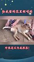 狗子：别给我整的花里胡哨的，我是一只很正经的狗