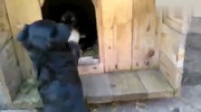 妈妈不在家,奶凶奶凶的罗威纳犬看家,不许别人靠近