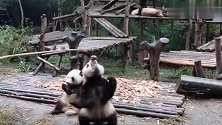大熊猫福顺福来兄妹坐在地上吃窝窝头，乖得像个小朋友