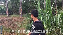 这样的野生菌堪称蘑菇之王，随便一点点就能卖上百元，运气真好
