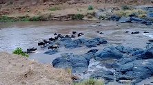 角马群挑河流湍急的地方过河，鳄鱼干瞪眼没办法