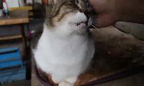 论猫奴的自我修养,你的撸猫姿势正确吗