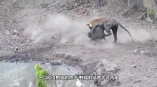 老虎捕杀家畜水牛，谁都不敢上前阻止，而另一头的反应让人懵圈