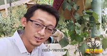新疆青皮核桃下树了，小伙伴们吃起来，奶香奶香的