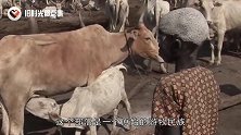 视牛如命的非洲部落，将牛尿当圣水每天洗漱，牛比老婆还重要！