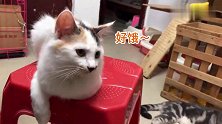 原住民与收养的猫咪同样挑食，但主人对待截然不同，帅气就是任性