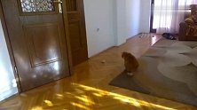 猫咪玩小毛球，一惊一乍的不是自己吓自己吗