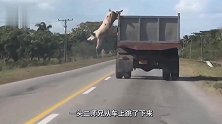 公牛从车上一跃而下，牛算不如天算，下一秒意外发生了！