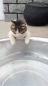 猫主人，鱼怎么没了，叫谁偷吃了呀！