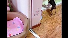 鹿犬我自己有枕头