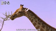 长颈鹿遇到狮子会被吃掉？动物学家：狮子才是被杀死的那个