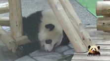 熊猫小不点儿躲起来偷偷卖萌，要不要这么可爱呀？
