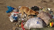 流浪狗在垃圾堆找吃的，却被人赶走不让吃，快饿死了